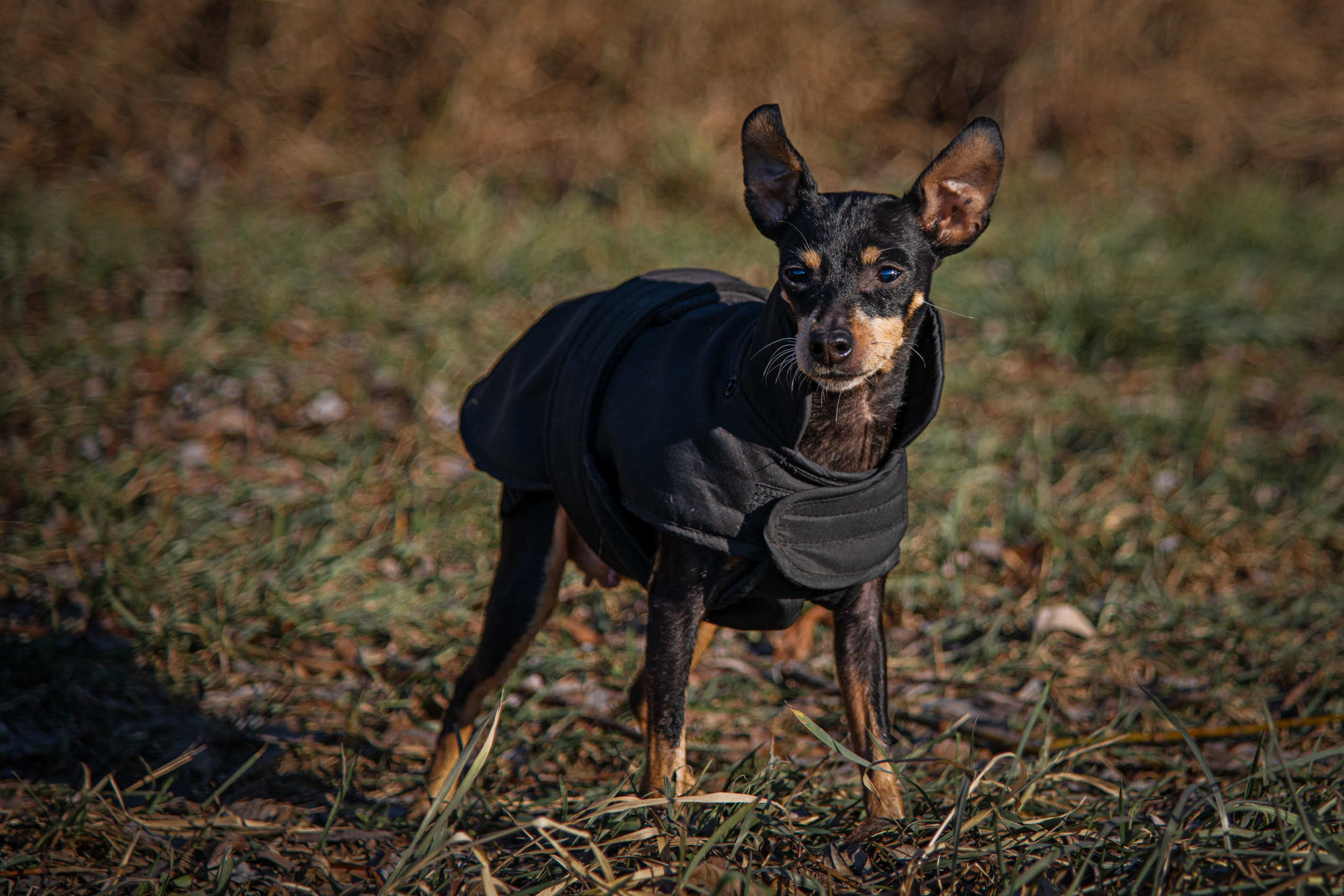 Tierportrait